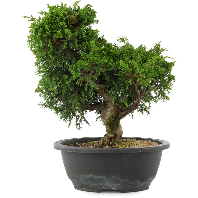 Juniperus chinensis, 28,5 cm, ± 20 jaar oud
