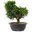 Juniperus chinensis, 28,5 cm, ± 20 jaar oud