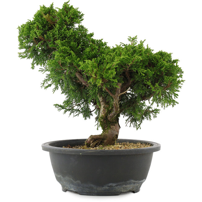 Juniperus chinensis, 28,5 cm, ± 20 years old