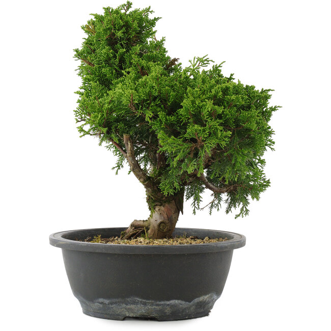 Juniperus chinensis, 28,5 cm, ± 20 jaar oud