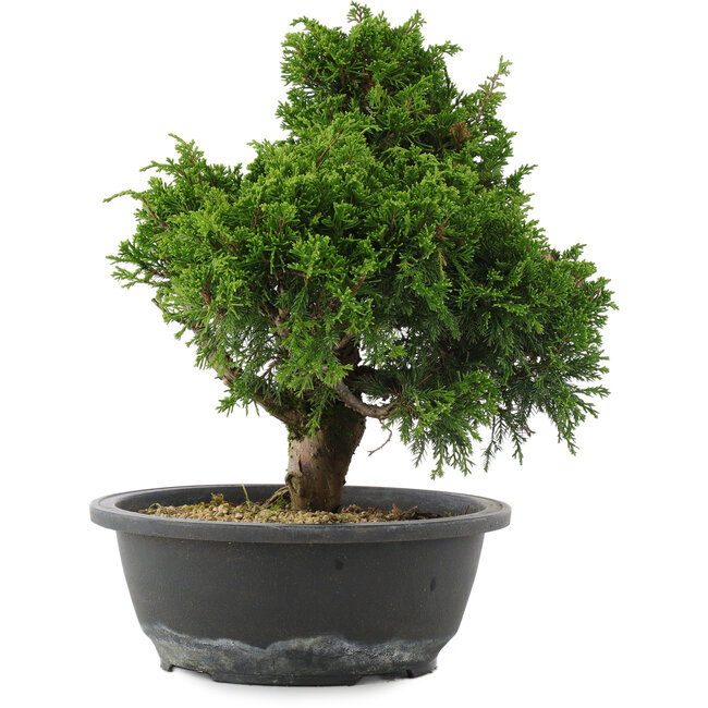 Juniperus chinensis, 28,5 cm, ± 20 Jahre alt