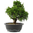 Juniperus chinensis, 28,5 cm, ± 20 jaar oud