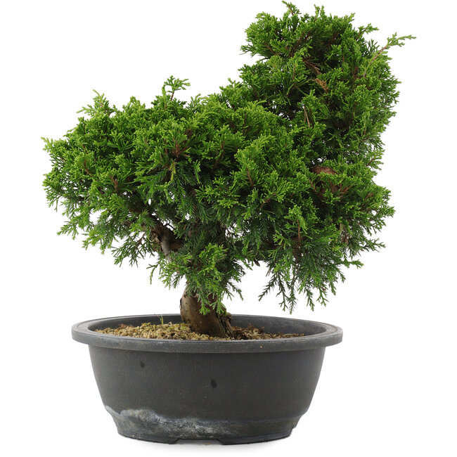 Juniperus chinensis, 28,5 cm, ± 20 years old