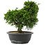 Juniperus chinensis, 28,5 cm, ± 20 jaar oud