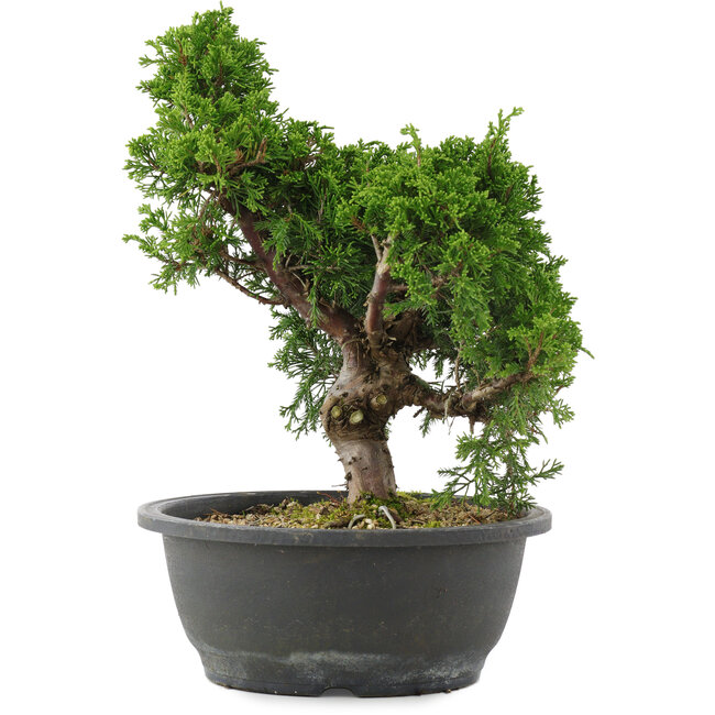 Juniperus chinensis, 29 cm, ± 20 jaar oud