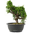 Juniperus chinensis, 29 cm, ± 20 jaar oud