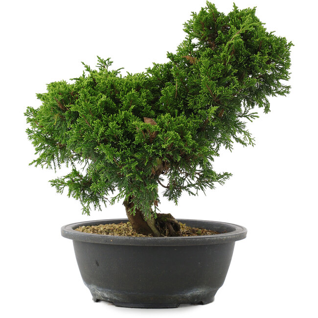 Juniperus chinensis, 28,5 cm, ± 20 años