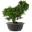 Juniperus chinensis, 28,5 cm, ± 20 jaar oud