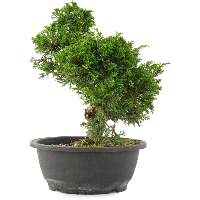 Juniperus chinensis, 29 cm, ± 20 Jahre alt