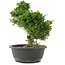 Juniperus chinensis, 29 cm, ± 20 jaar oud