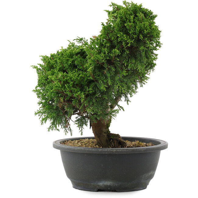 Juniperus chinensis, 28,5 cm, ± 20 Jahre alt