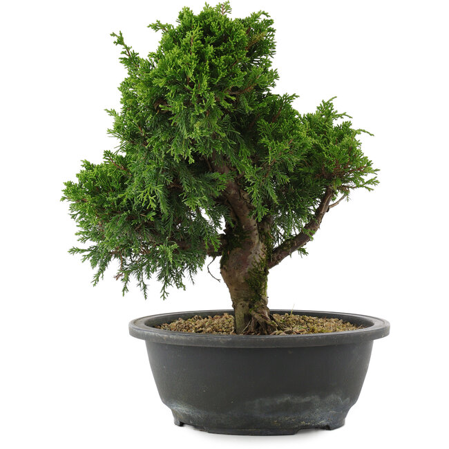 Juniperus chinensis, 28,5 cm, ± 20 Jahre alt