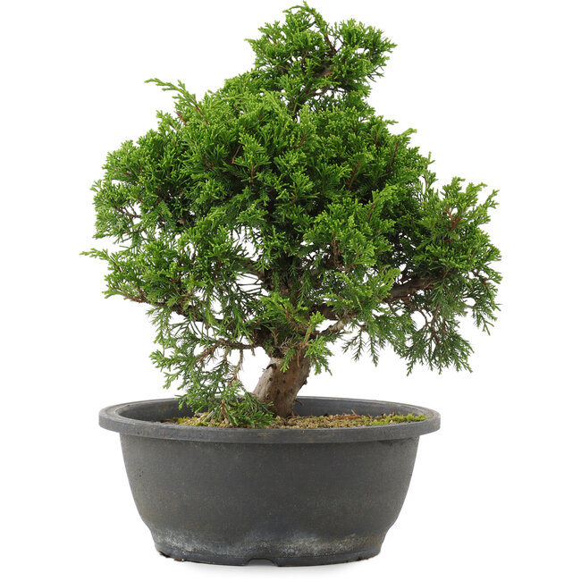 Juniperus chinensis, 29 cm, ± 20 ans