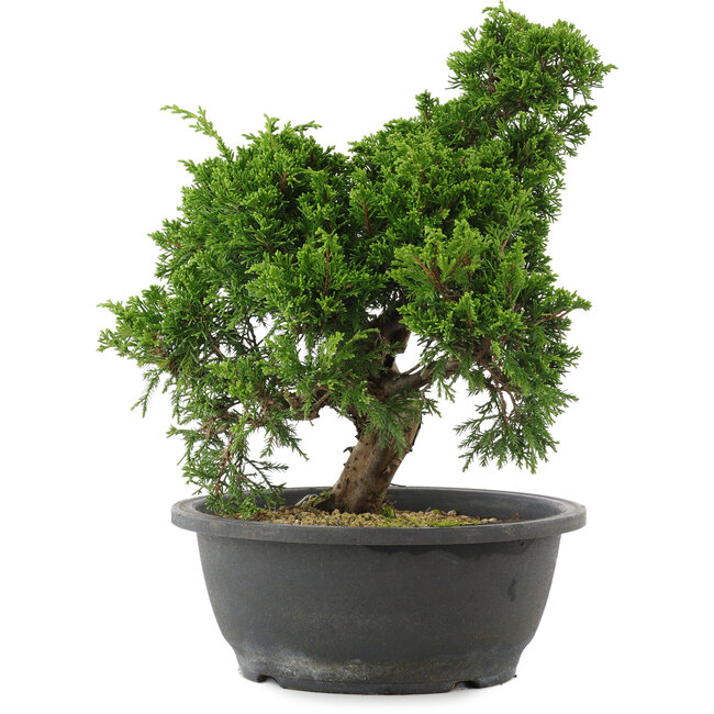 Juniperus chinensis, 29 cm, ± 20 Jahre alt