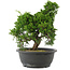 Juniperus chinensis, 29 cm, ± 20 jaar oud