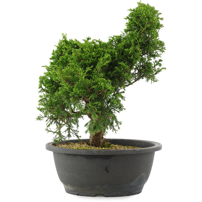 Juniperus chinensis, 29 cm, ± 20 ans