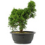 Juniperus chinensis, 29 cm, ± 20 jaar oud