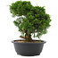 Juniperus chinensis, 28,5 cm, ± 20 Jahre alt