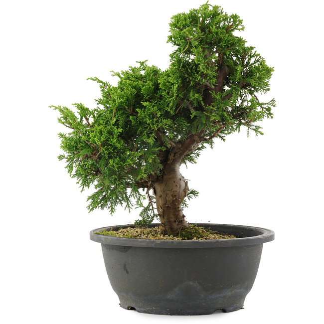 Juniperus chinensis, 29 cm, ± 20 años
