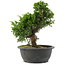 Juniperus chinensis, 29 cm, ± 20 jaar oud