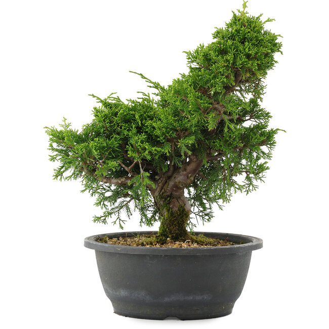 Juniperus chinensis, 29 cm, ± 20 jaar oud