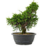 Juniperus chinensis, 29 cm, ± 20 jaar oud