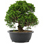 Juniperus chinensis, 28,5 cm, ± 20 Jahre alt