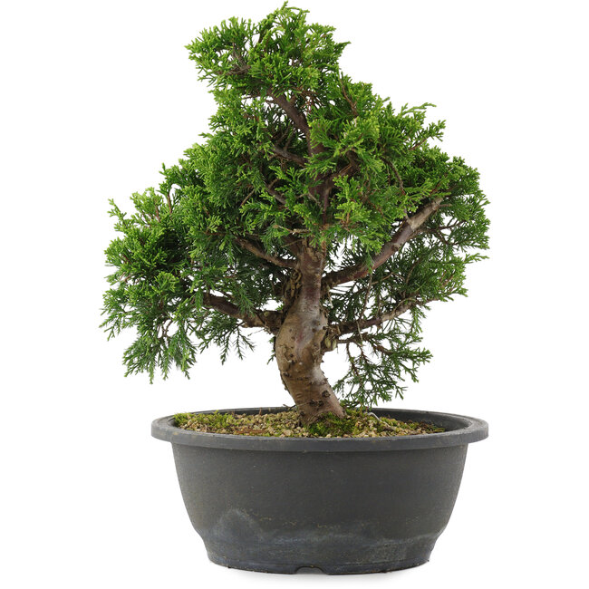 Juniperus chinensis, 29 cm, ± 20 years old