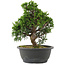 Juniperus chinensis, 29 cm, ± 20 jaar oud