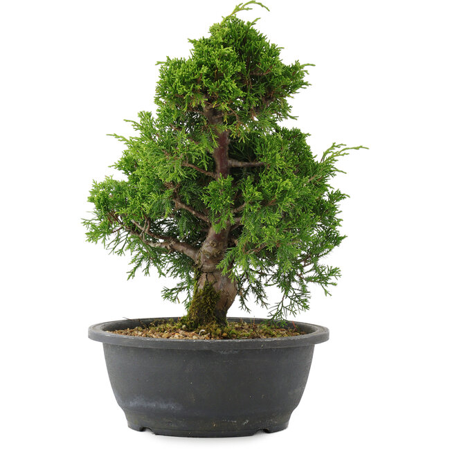 Juniperus chinensis, 29 cm, ± 20 años
