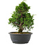 Juniperus chinensis, 29 cm, ± 20 jaar oud
