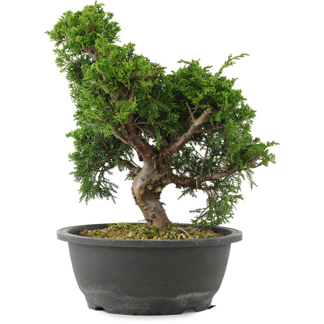 Juniperus chinensis, 29 cm, ± 20 ans