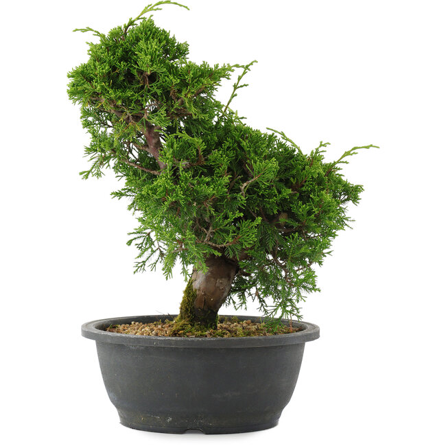 Juniperus chinensis, 29 cm, ± 20 anni