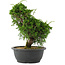 Juniperus chinensis, 29 cm, ± 20 jaar oud
