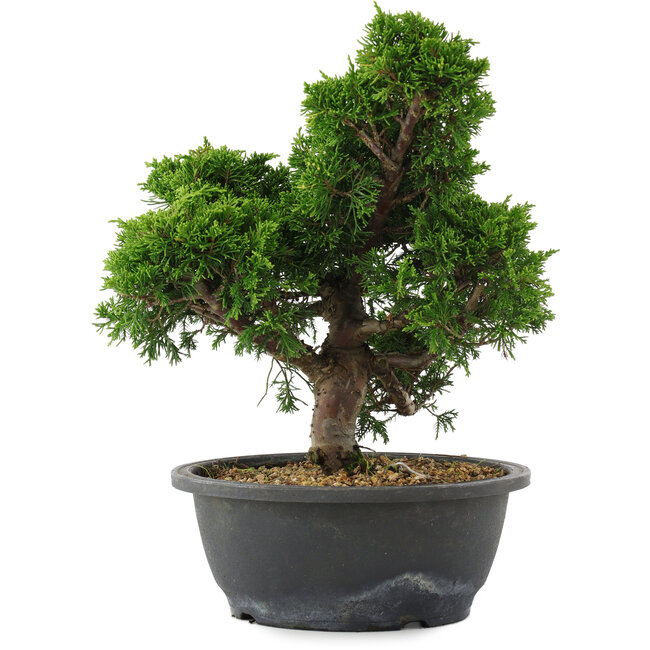 Juniperus chinensis, 29,5 cm, ± 20 jaar oud