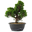 Juniperus chinensis, 29,5 cm, ± 20 jaar oud