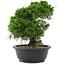 Juniperus chinensis, 28,5 cm, ± 20 Jahre alt