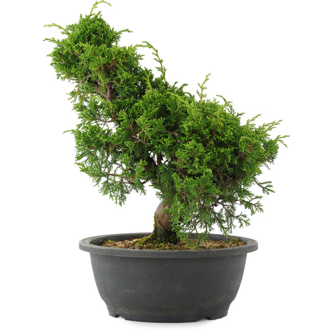 Juniperus chinensis, 29 cm, ± 20 Jahre alt