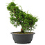 Juniperus chinensis, 29 cm, ± 20 jaar oud