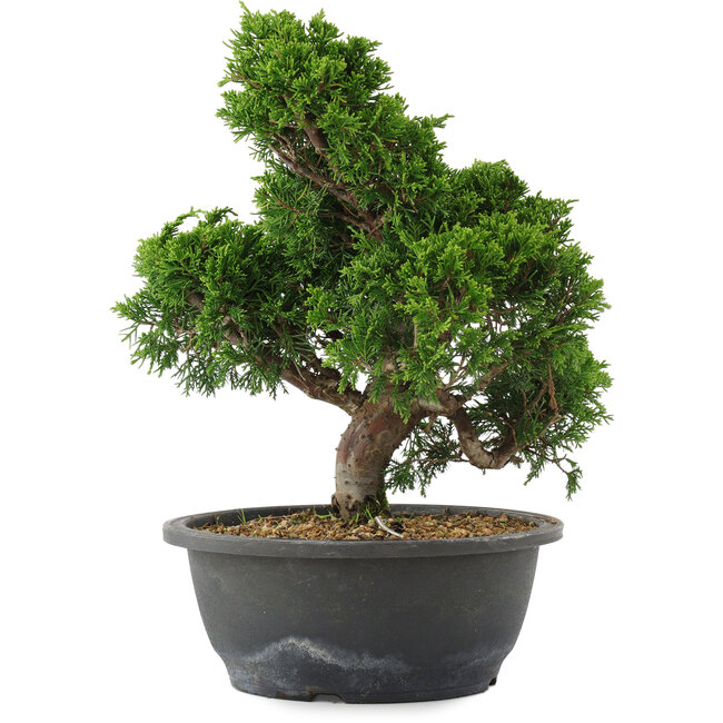 Juniperus chinensis, 29,5 cm, ± 20 años