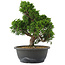 Juniperus chinensis, 29,5 cm, ± 20 jaar oud