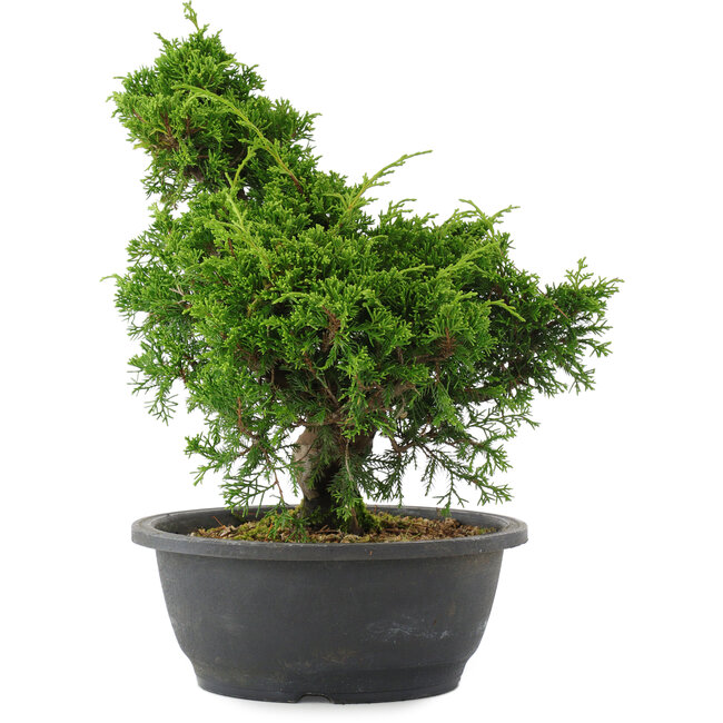 Juniperus chinensis, 29 cm, ± 20 Jahre alt