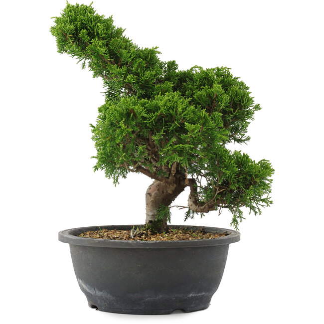 Juniperus chinensis, 29,5 cm, ± 20 years old