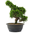 Juniperus chinensis, 29,5 cm, ± 20 jaar oud