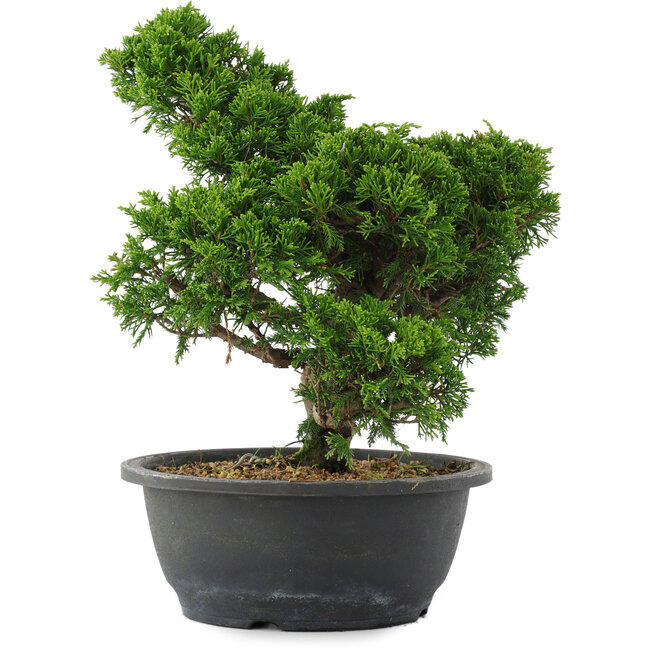 Juniperus chinensis, 29,5 cm, ± 20 ans