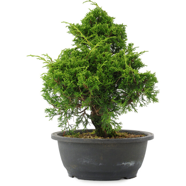 Juniperus chinensis, 29 cm, ± 20 años