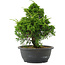 Juniperus chinensis, 29 cm, ± 20 jaar oud