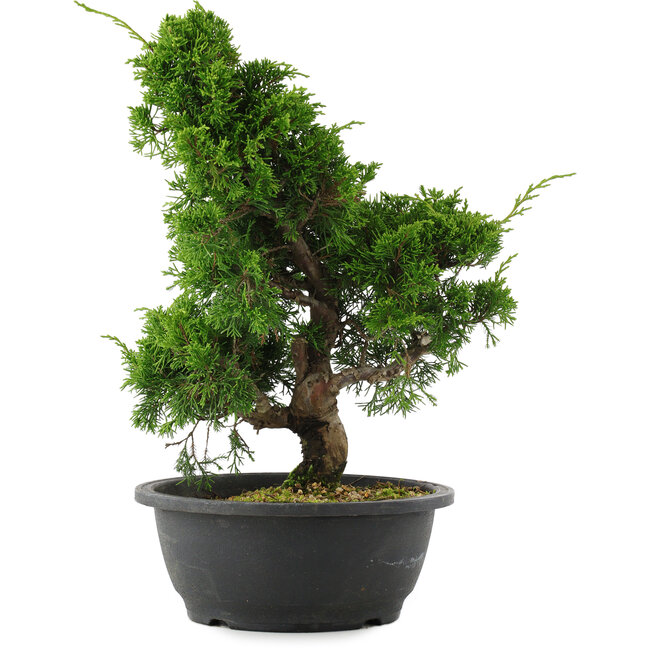 Juniperus chinensis, 34 cm, ± 20 jaar oud