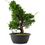 Juniperus chinensis, 34 cm, ± 20 jaar oud