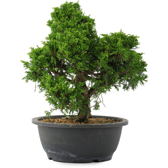 Juniperus chinensis, 29,5 cm, ± 20 jaar oud